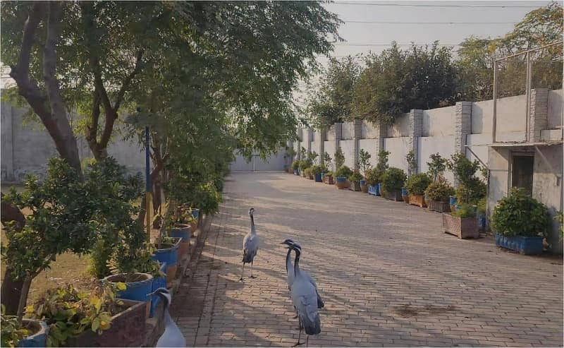 7 kanal Plot with Building on Main Express Way Interchange Big Front On Rent 8