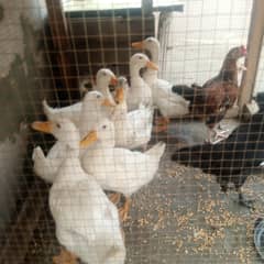 ducks for sale