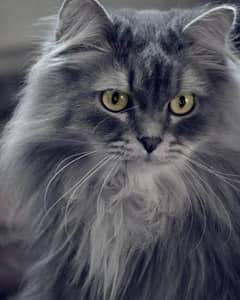Cute & Cuddly Gray Cat for Sale – Healthy & Playful!