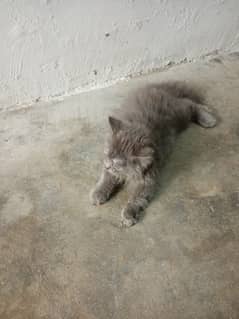 Gray peraian cat kitten 3 month old
