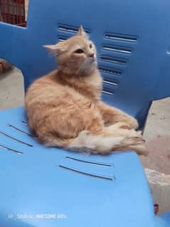 cat od