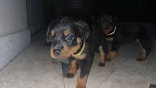 Rottweiler  |  Rottweiler Puppies | punch face puppy | Puppy for sale