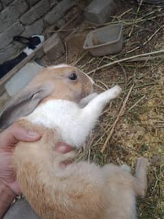 rabbit available