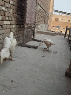 heera
