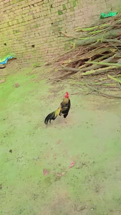 aseel mianwali