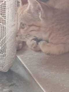 Pretty Golden brown shaded cat with glamorous acts and figures.