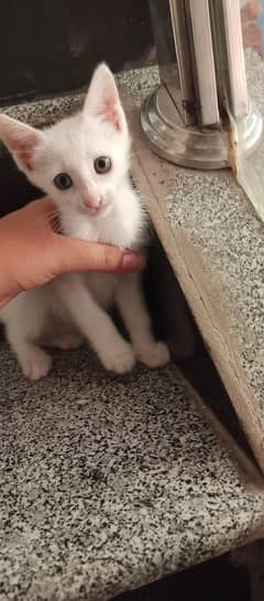 white kitten