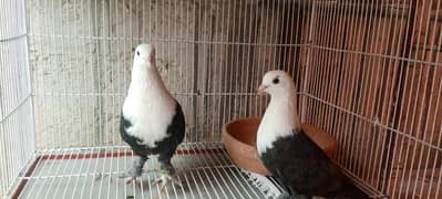 Karbalai Kaboter