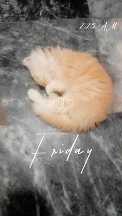 Persian kittens for sale