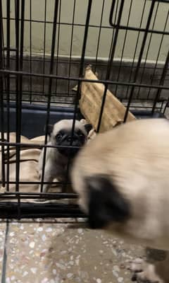 Pug female
