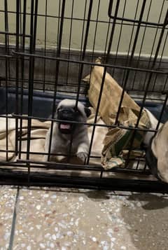 Pug