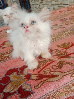 Persian