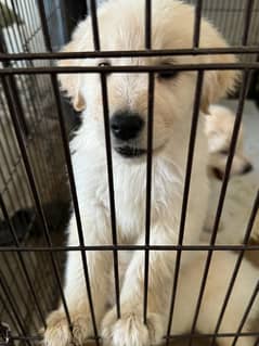 LONG COAT FEMALE PUPPY GOLDEN RETRIEVER X SAMOYED