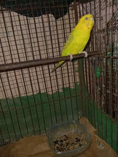 adult female parrot