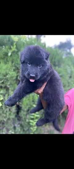 black German shepherd