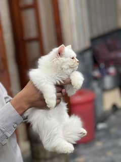 1.5 month old kitten for sale