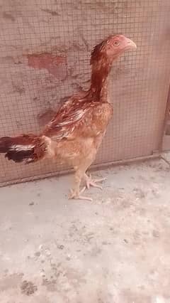 kurk