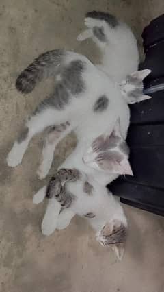 kitten's