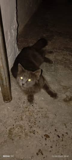 Cat For Sale