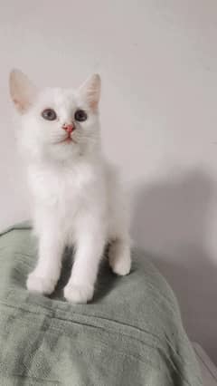Persian kitten Available for sale