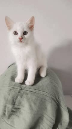 Persian Cat | Kitten | Triple Coat Kitten | Doll Face cat | Cute