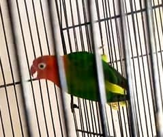 lovebirds and cage