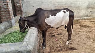 Bull