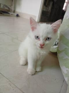Persian cats