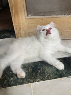 Cute cat triple coat persian cat