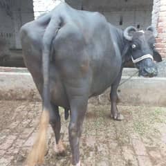 Neeli Ravi buffalo taza soi