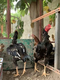 Aseel rooster 12000 / exchange with 5 desi hens