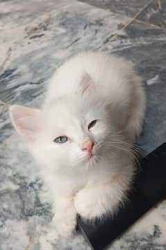 cat no name
