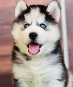 Siberian Husky Puppy |  | Husky Dog | 03198435459