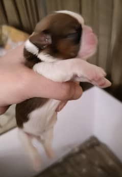 Shih
