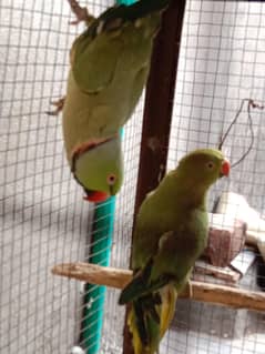 Pair
