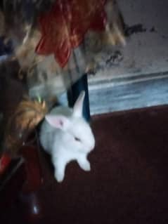 home bread rabbits family for sale or exchange with hens