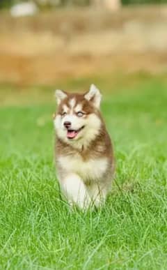 Siberian Husky Puppy |  | Husky Dog | 03198435459