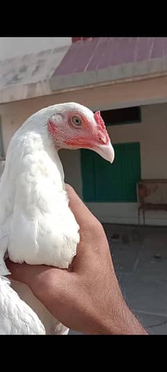 Heera