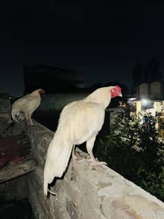White aseel heera pathaa
