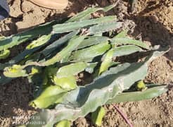 Dragon Fruit,And Dragon Fruit Plants 
