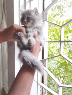 Persian