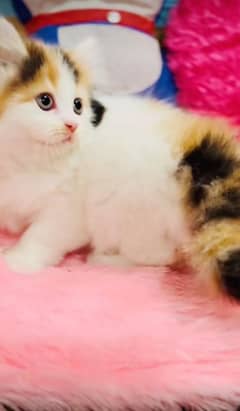 Persian