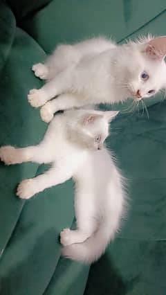 Persian kittens pair