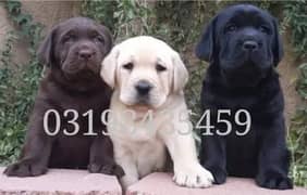 labra puppy | labra Dog For sale | 03198435459