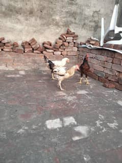 Ghar ki breed