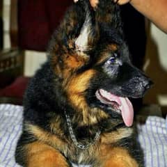 German shepherd puppies long coat my WhatsApp number 03001868066