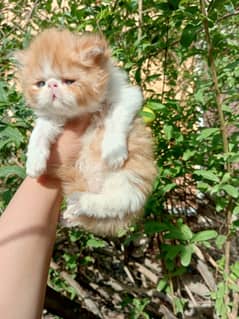 high quality kitten|Punch face Kittens|persian cat|tripple coat|fluffy