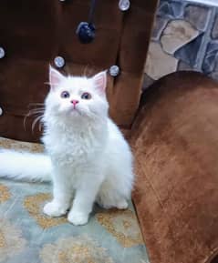 White Persian Kitten