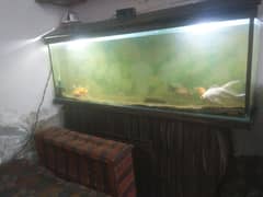 fish