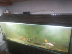fish